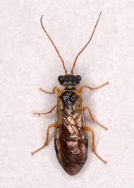 Attēlu rezultāti vaicājumam “Pamphiliidae”