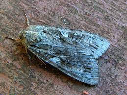 Attēlu rezultāti vaicājumam “Eurois occulta”