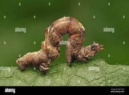 Attēlu rezultāti vaicājumam “Selenia dentaria larva”