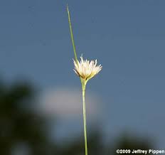 Attēlu rezultāti vaicājumam “Rhynchospora alba flower”