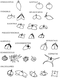 Attēlu rezultāti vaicājumam “Euonymus fruit”