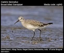 Attēlu rezultāti vaicājumam “Calidris falcinellus adult”