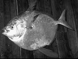 Image result for Eumegistus illustris