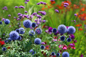 Image result for Blaudistel