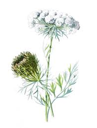 Attēlu rezultāti vaicājumam “Daucus sativus flower”