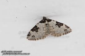 Attēlu rezultāti vaicājumam “Xanthorhoe fluctuata”