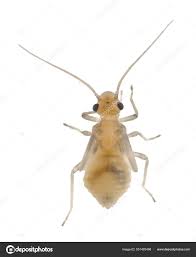 Attēlu rezultāti vaicājumam “Psocoptera”