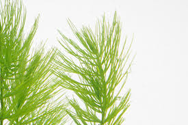 Attēlu rezultāti vaicājumam “Ceratophyllum demersum”