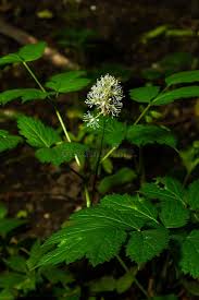 Attēlu rezultāti vaicājumam “Actaea spicata flower”