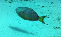 Image result for Sparisoma viride