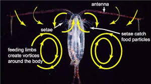 Attēlu rezultāti vaicājumam “Copepoda”