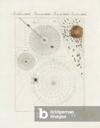 Attēlu rezultāti vaicājumam “Araneus diadematus eggs”