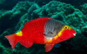 Image result for Sparisoma cretense