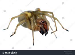 Attēlu rezultāti vaicājumam “Cheiracanthium sp.”