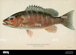 Image result for Lutjanus griseus