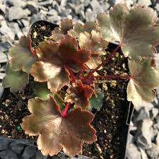 Attēlu rezultāti vaicājumam “Saxifraga cymbalaria fruit”