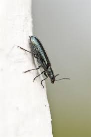 Attēlu rezultāti vaicājumam “Dasytes caeruleus”