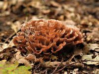 Image result for Podoscypha multizonata