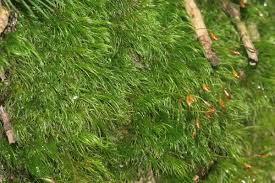 Attēlu rezultāti vaicājumam “Dicranella heteromalla”