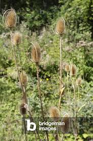 Image result for Dipsacus silvestris