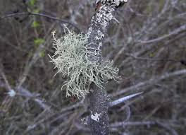 Attēlu rezultāti vaicājumam “Usnea hirta”