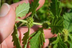 Attēlu rezultāti vaicājumam “Lycopus europaeus”