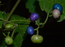 Attēlu rezultāti vaicājumam “Vitaceae”