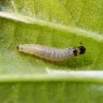 Attēlu rezultāti vaicājumam “Epinotia sordidana”