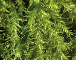 Attēlu rezultāti vaicājumam “Plagiothecium latebricola macro”