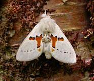 Attēlu rezultāti vaicājumam “Leucodonta bicoloria”