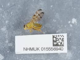 Attēlu rezultāti vaicājumam “Urophora jaceana”