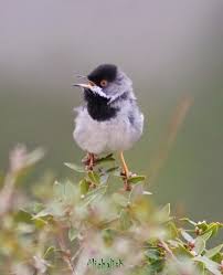 Image result for Sylvia rueppelli