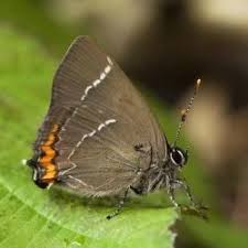 Attēlu rezultāti vaicājumam “Satyrium w-album underside”