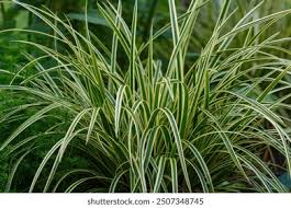 Attēlu rezultāti vaicājumam “Carex digitata leaf”