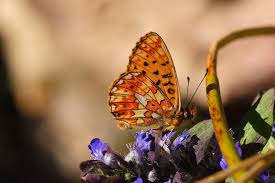 Attēlu rezultāti vaicājumam “Clossiana selene upperside”