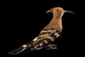 Attēlu rezultāti vaicājumam “Upupa epops”