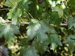 Attēlu rezultāti vaicājumam “Acer campestre”