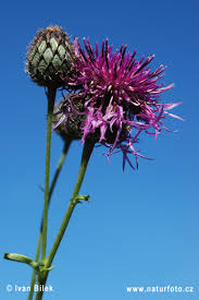 Image result for Centaurea scabiosa