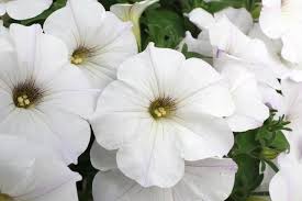 Image result for Petunia hybrida
