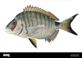 Image result for Diplodus kotschyi