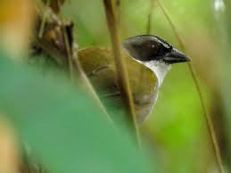 Attēlu rezultāti vaicājumam “Perichaena sp.”