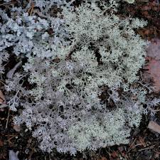 Attēlu rezultāti vaicājumam “Cladonia mitis”