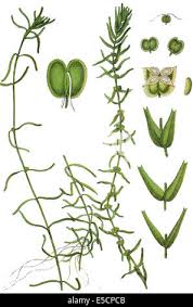 Attēlu rezultāti vaicājumam “Callitriche hermaphroditica leaf”