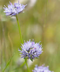 Attēlu rezultāti vaicājumam “Jasione montana leaf”