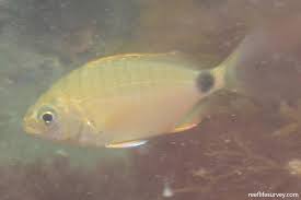 Image result for Diplodus ascensionis