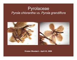 Attēlu rezultāti vaicājumam “Pyrolaceae”