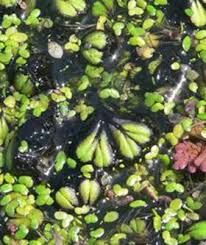 Attēlu rezultāti vaicājumam “Ricciocarpos natans”