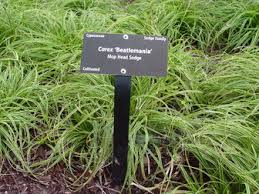 Attēlu rezultāti vaicājumam “Carex caryophyllea leaf”