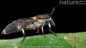 Attēlu rezultāti vaicājumam “Haematopota sp.”