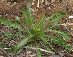 Attēlu rezultāti vaicājumam “Sisymbrium loeselii”